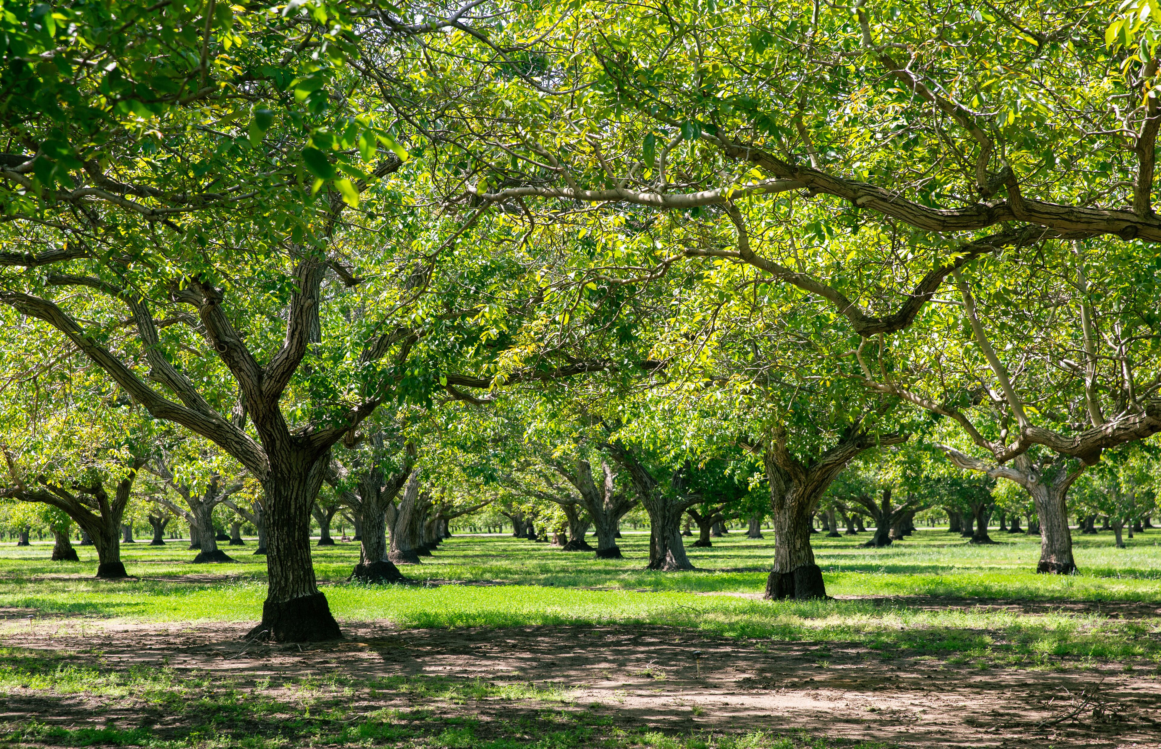Walnut Groves of Northern California