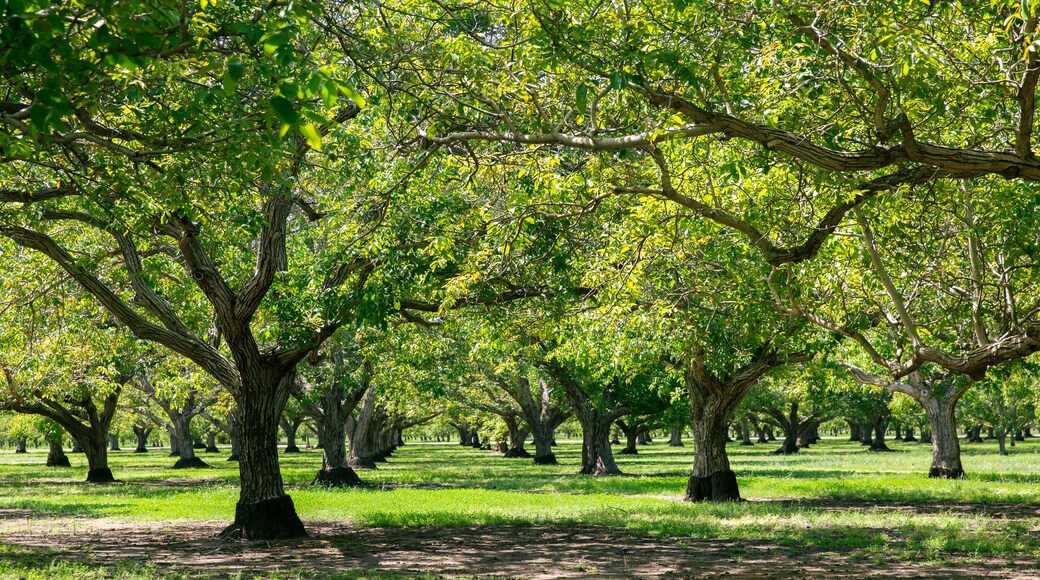 월넛 스프링스 농장