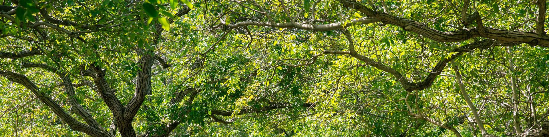 Walnut Groves of Northern California