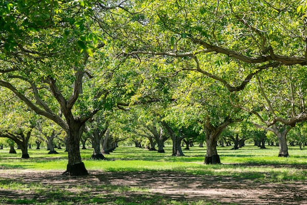 Walnut Groves of Northern California