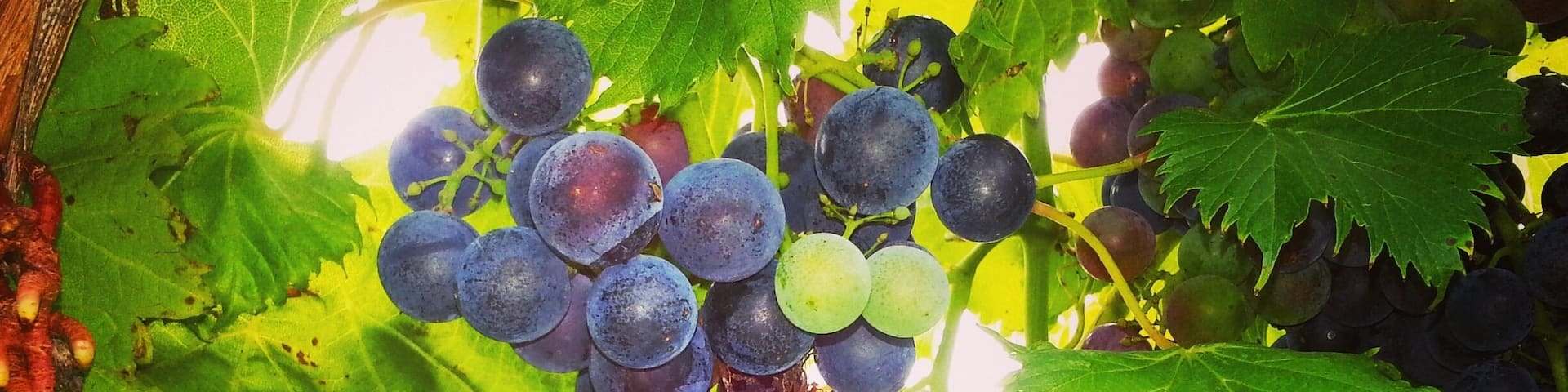 This is a small family owned winery outside of Kansas City MO. Excellent wine and beautiful place. I can spend hours there taking photo's of the vines! Oh and drinking wine! :)