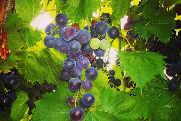 This is a small family owned winery outside of Kansas City MO. Excellent wine and beautiful place. I can spend hours there taking photo's of the vines! Oh and drinking wine! :)