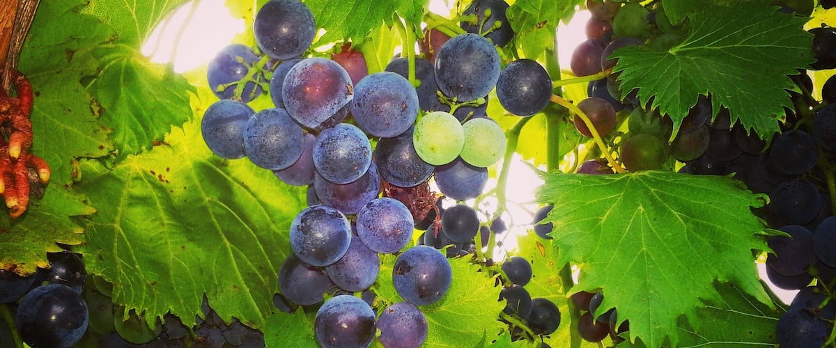 This is a small family owned winery outside of Kansas City MO. Excellent wine and beautiful place. I can spend hours there taking photo's of the vines! Oh and drinking wine! :)