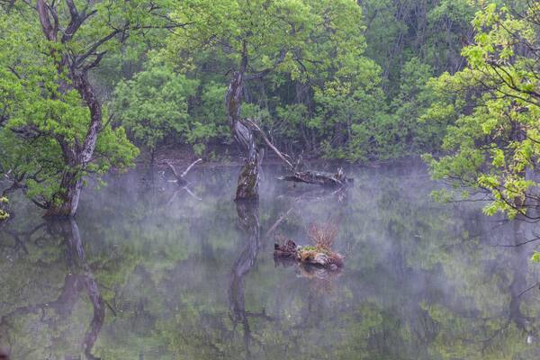 Reflections of the willow tree in the foggy forest reservoir where new green leaves sprout. Spring scenery of the main mountain area of Cheongsong County, North Gyeongsang Province.
