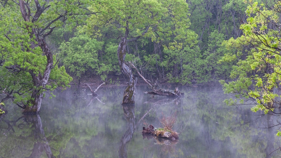 Reflections of the willow tree in the foggy forest reservoir where new green leaves sprout. Spring scenery of the main mountain area of Cheongsong County, North Gyeongsang Province.