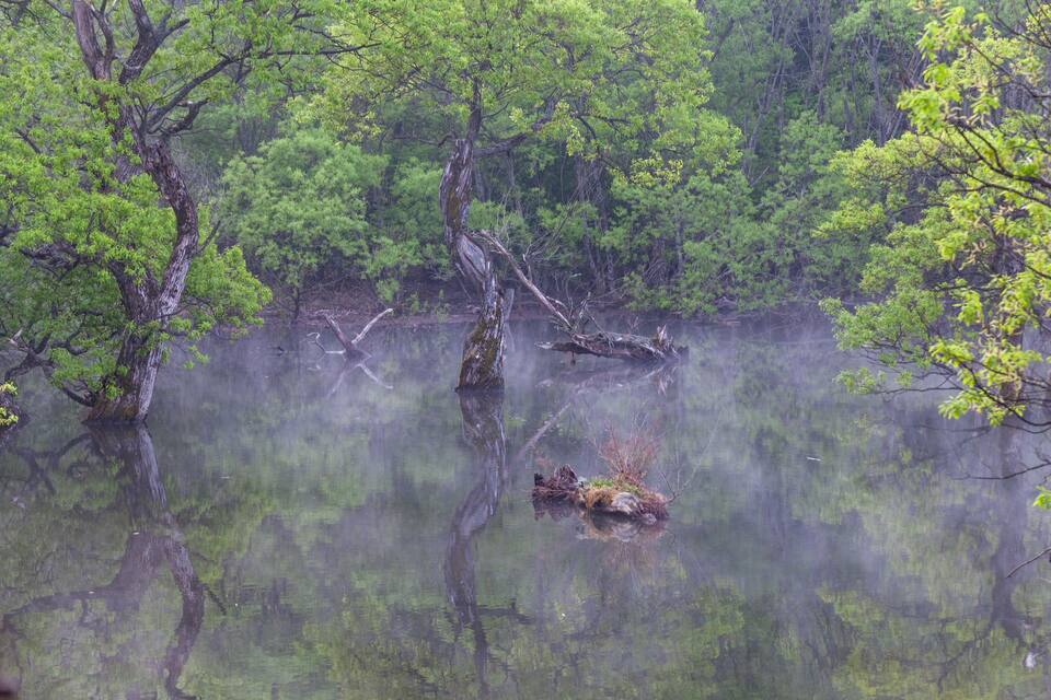 A swampy area with trees reflected in the water, a fallen tree, and dense greenery.