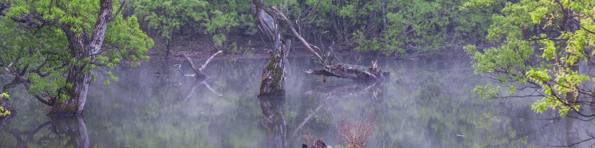Reflections of the willow tree in the foggy forest reservoir where new green leaves sprout. Spring scenery of the main mountain area of Cheongsong County, North Gyeongsang Province.