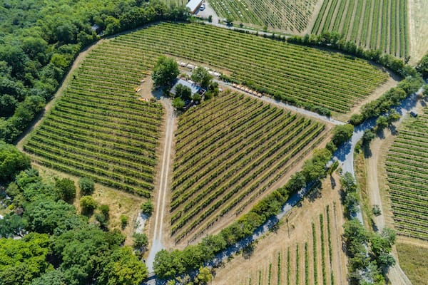 Weingarten am Kahlenberg in Wien von oben