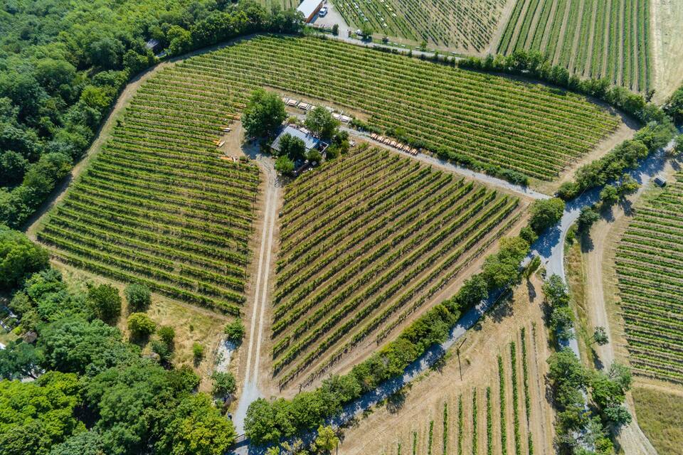 An aerial view of a vineyard with rows of grapevines, a small building, and a winding road.