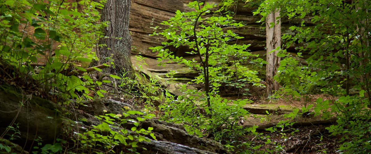 Ha Ha Tonka State Park showing forests