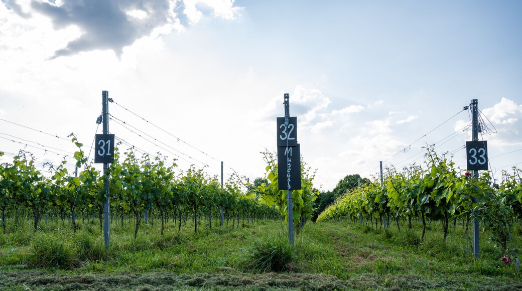 Endless Summer Winery