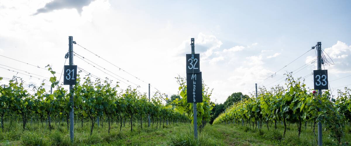 The Endless Beauty of Vineyards in Belgium with sunny sky