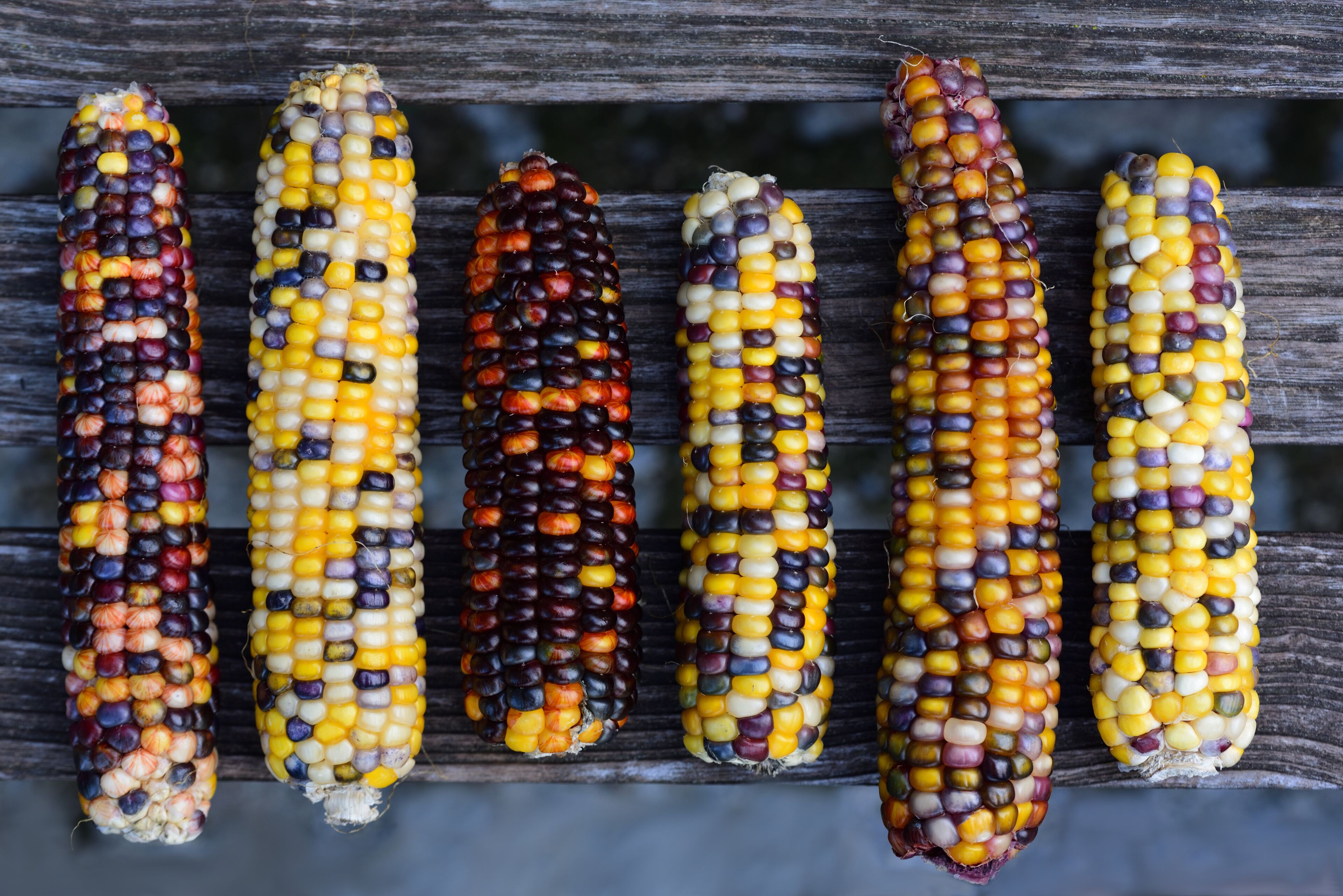 Colorful cob of ornamental corn are photographed from above and lie on wooden latters