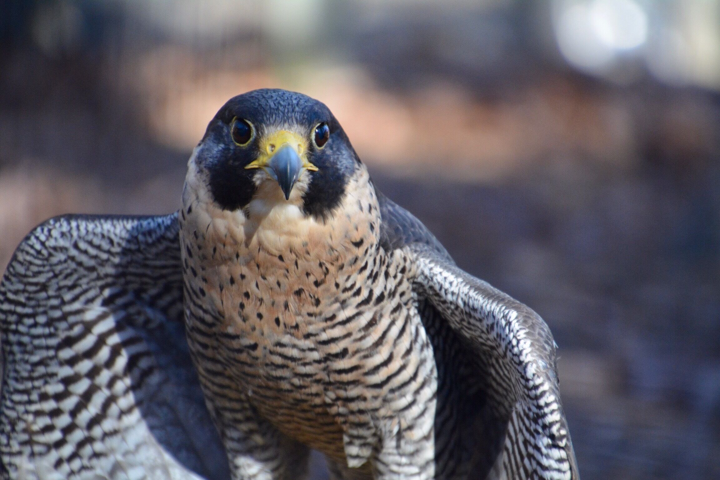 Visited the World Bird Sanctuary located close to St. Louis. Such a nice place to visit and it is free to all. The birds are so close to you and it is located in a beautiful area. Great place to visit and then head to The Hill for a great pasta lunch. Mr. Peregrine falcon was happy to share his beautiful display of feathers. 
