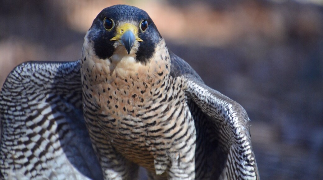 Visited the World Bird Sanctuary located close to St. Louis. Such a nice place to visit and it is free to all. The birds are so close to you and it is located in a beautiful area. Great place to visit and then head to The Hill for a great pasta lunch. Mr. Peregrine falcon was happy to share his beautiful display of feathers.