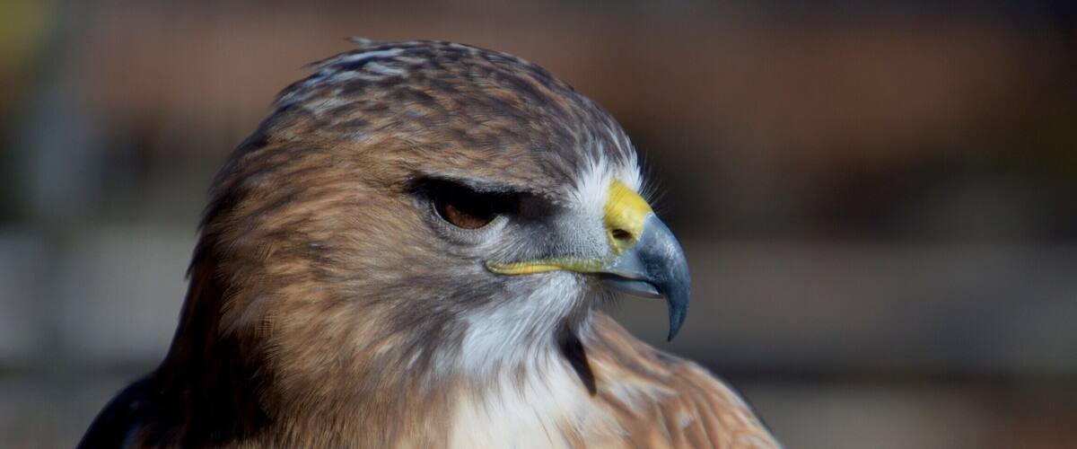 My, what a dangerous looking beak you have my friend. This red tailed hawk is truly a beauty at the World Bird Sanctuary in St. Louis.