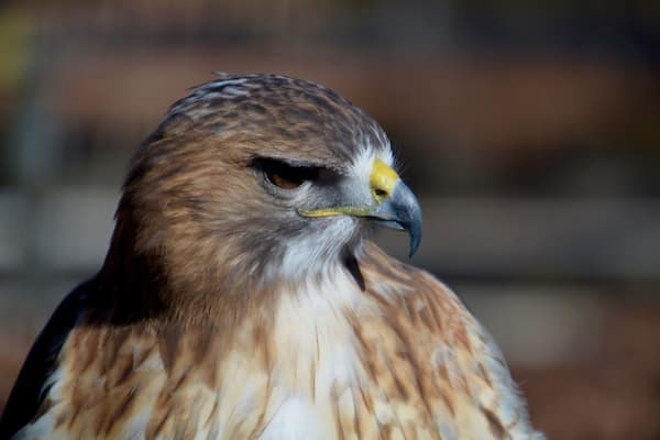 My, what a dangerous looking beak you have my friend. This red tailed hawk is truly a beauty at the World Bird Sanctuary in St. Louis.