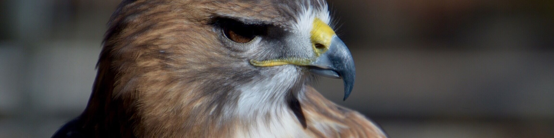 My, what a dangerous looking beak you have my friend. This red tailed hawk is truly a beauty at the World Bird Sanctuary in St. Louis.