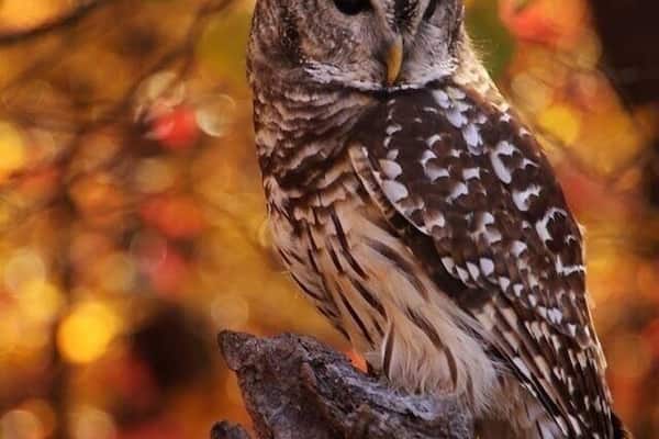 World Bird Sanctuary is free and open to the public. It has Eagles,owls, Hawks and more.