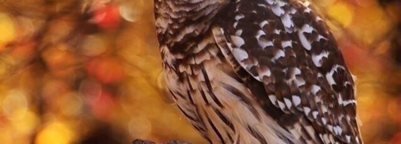 World Bird Sanctuary is free and open to the public. It has Eagles,owls, Hawks and more.