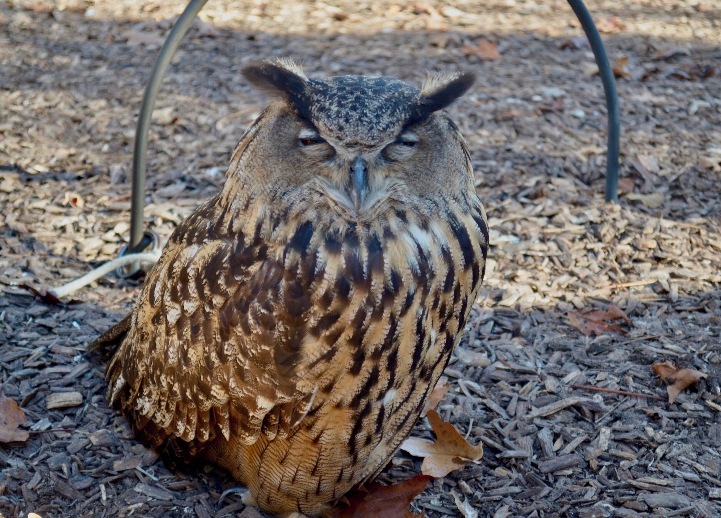 I kept trying to find a pic of this owl that didnt look blurry around his middle.  Then I looked again and realized that it was his feathers that that were camoflauge.  Nature, you are pretty tricky.