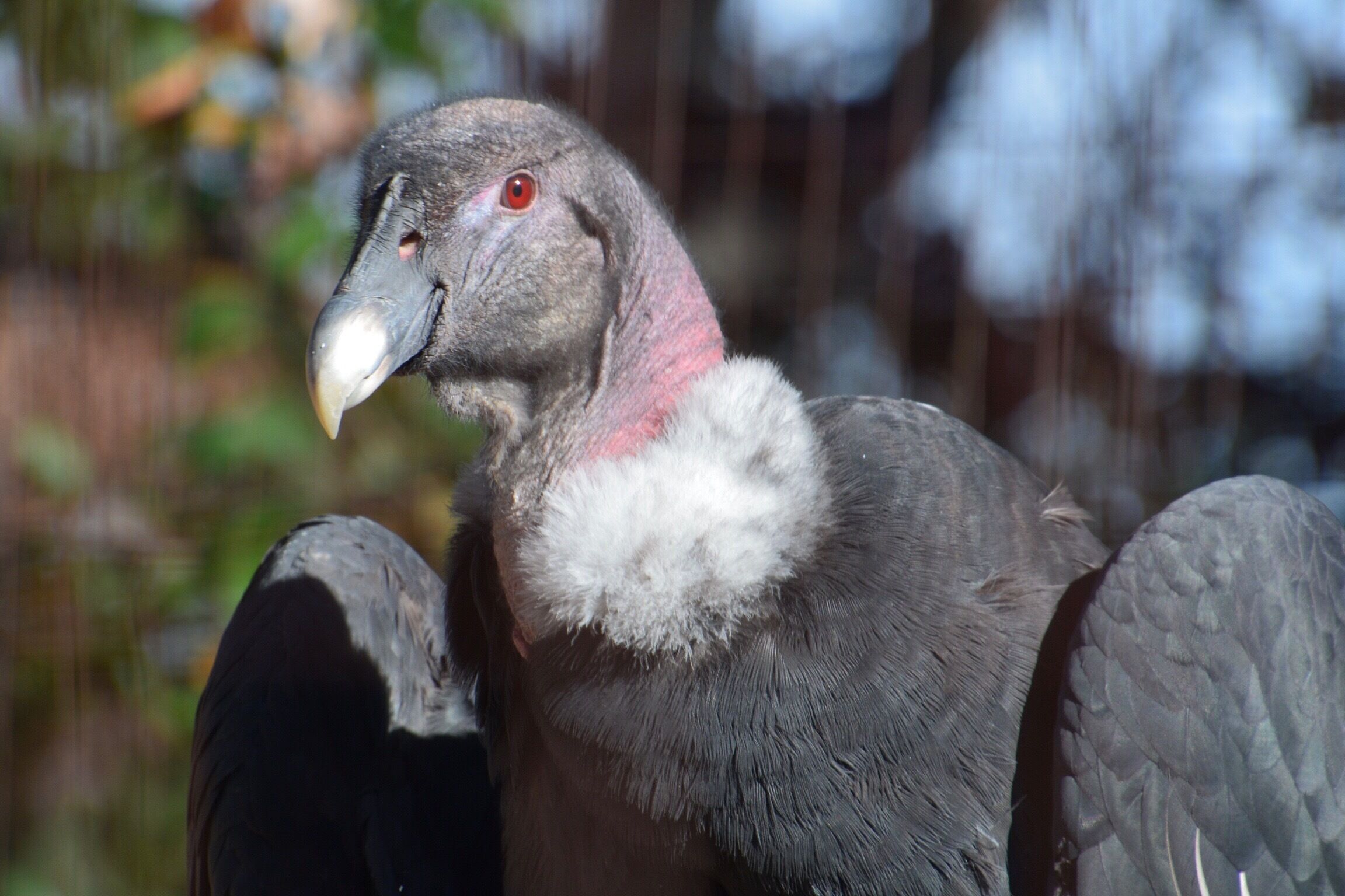 Visited the World Bird Sanctuary located close to St. Louis. Such a nice place to visit and it is free to all. The birds are so close to you and it is located in a beautiful area. Great place to visit and then head to The Hill for a great pasta lunch. This is the face that only a mother could love. Andean Condor looks like he has a built in feather boa.