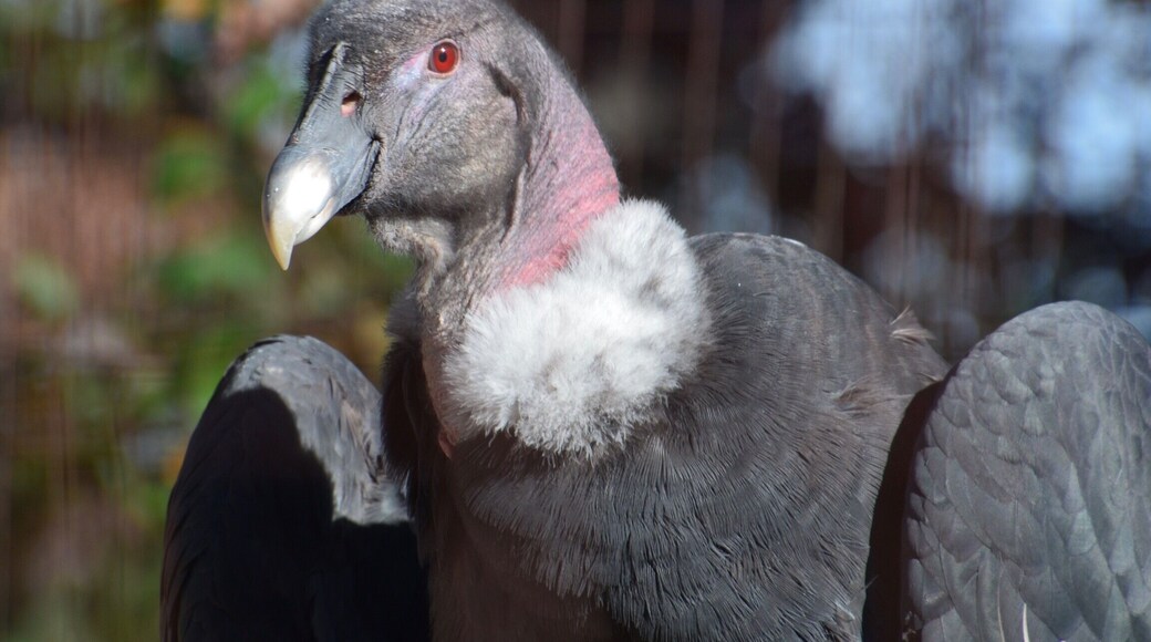 Visited the World Bird Sanctuary located close to St. Louis. Such a nice place to visit and it is free to all. The birds are so close to you and it is located in a beautiful area. Great place to visit and then head to The Hill for a great pasta lunch. This is the face that only a mother could love. Andean Condor looks like he has a built in feather boa.