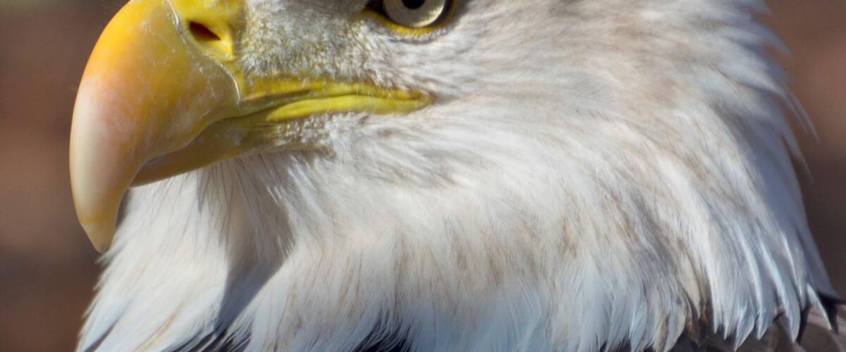 World Bird Sanctuary is just amazing.  Just pulled in this fine pic of our National Bird.  Mr. Eagle, you are quite handsome