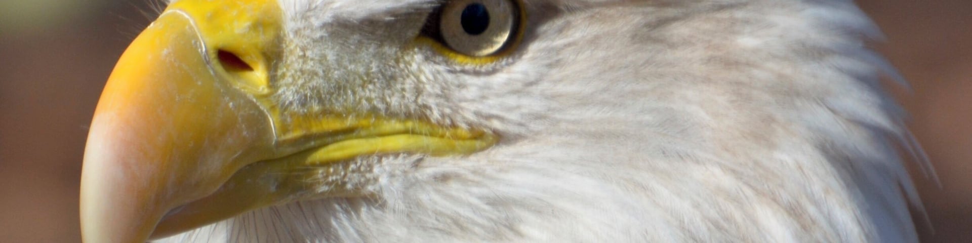 World Bird Sanctuary is just amazing. Just pulled in this fine pic of our National Bird. Mr. Eagle, you are quite handsome