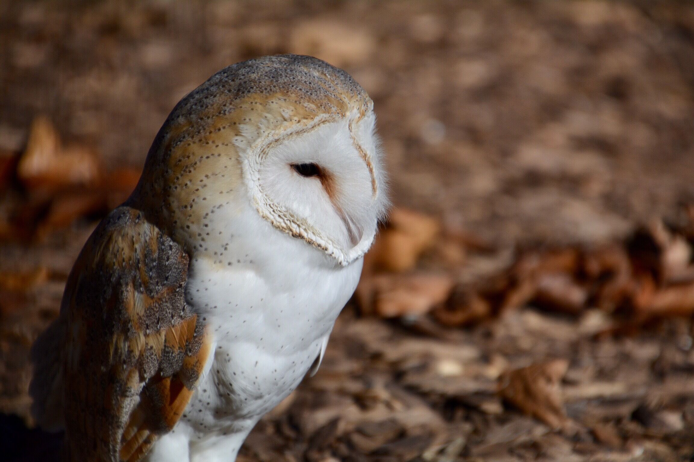 I wish you could actually see how beautiful his feathers actually look. This barn own is something else. Visited the World Bird Sanctuary located close to St. Louis. Such a nice place to visit and it is free to all. The birds are so close to you and it is located in a beautiful area. Great place to visit. 