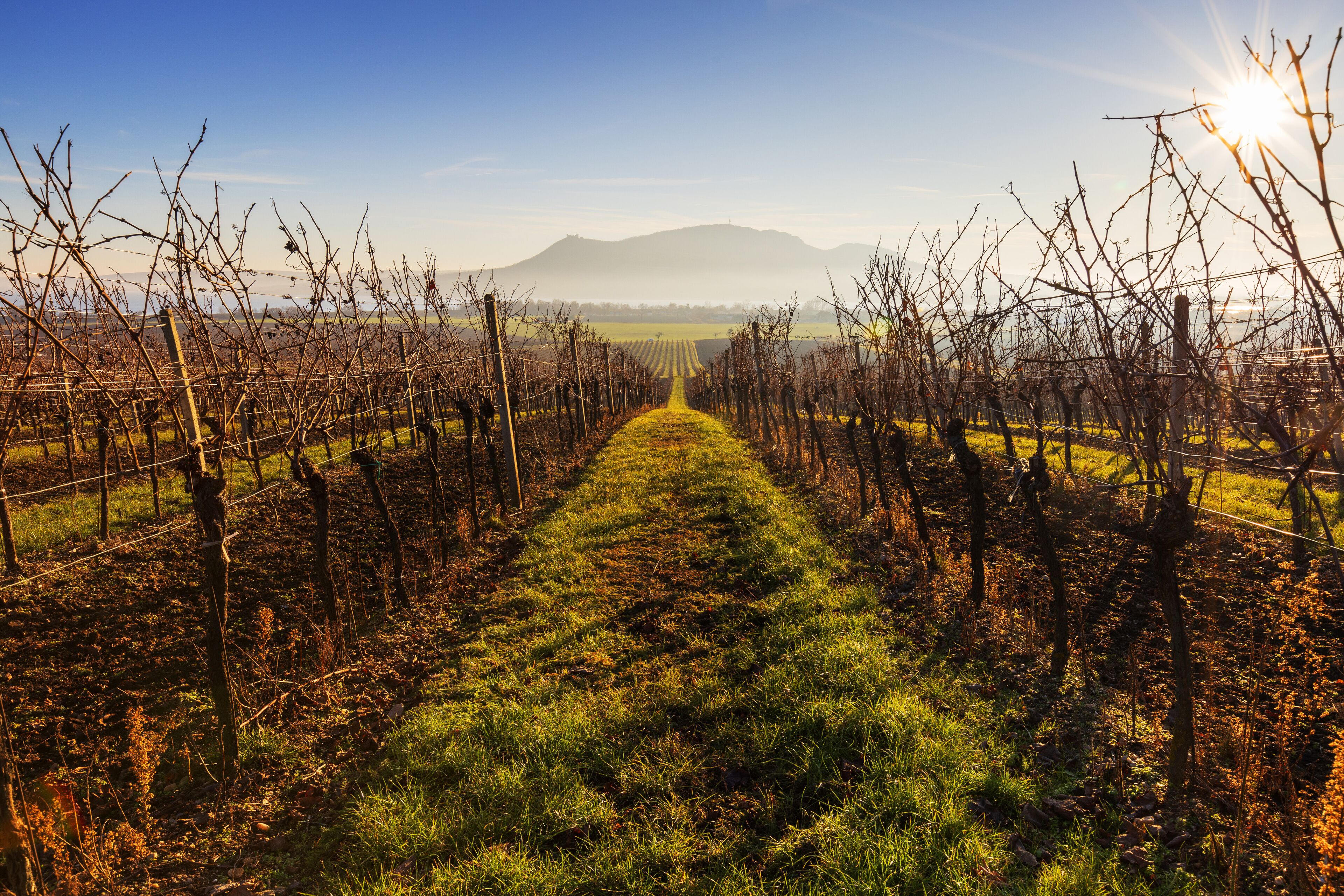 Winter vineyard in South Moravia and the Pálava Mountains in the background with ground fog and beautiful light.
