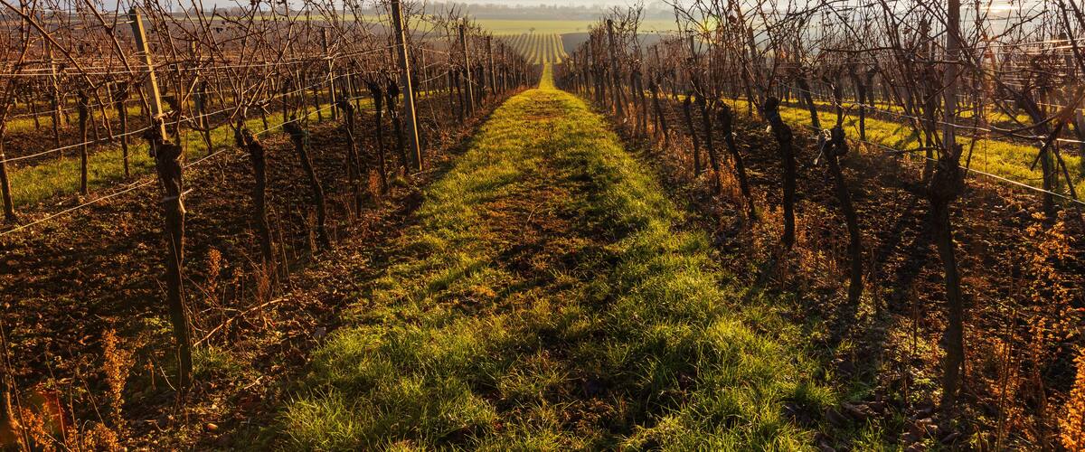 Winter vineyard in South Moravia and the Pálava Mountains in the background with ground fog and beautiful light.