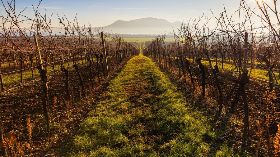 Winter vineyard in South Moravia and the Pálava Mountains in the background with ground fog and beautiful light.
