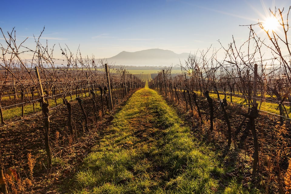 A vineyard with rows of grapevines extending towards a mountain in the distance.