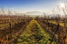 Winter vineyard in South Moravia and the Pálava Mountains in the background with ground fog and beautiful light.
