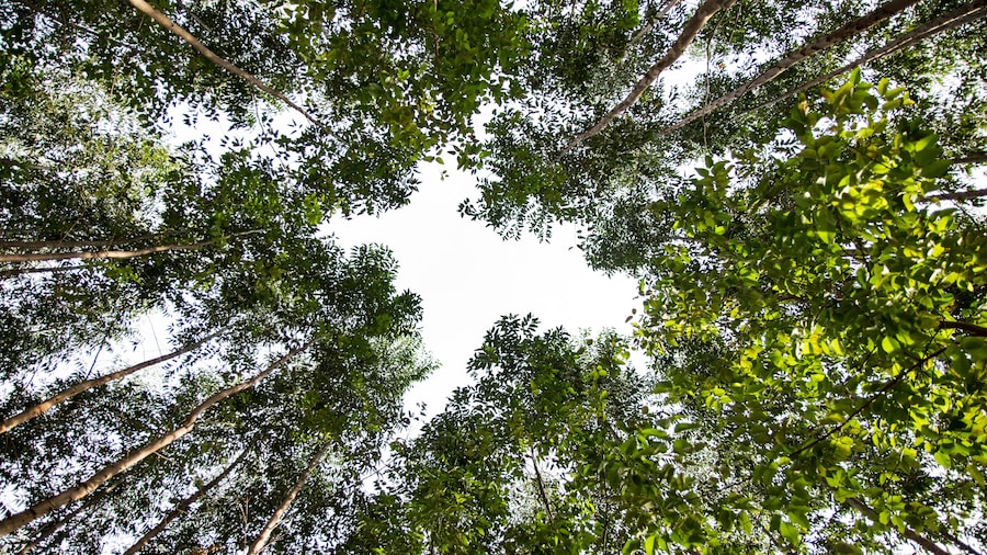 Nice angle of an eucalyptus forest