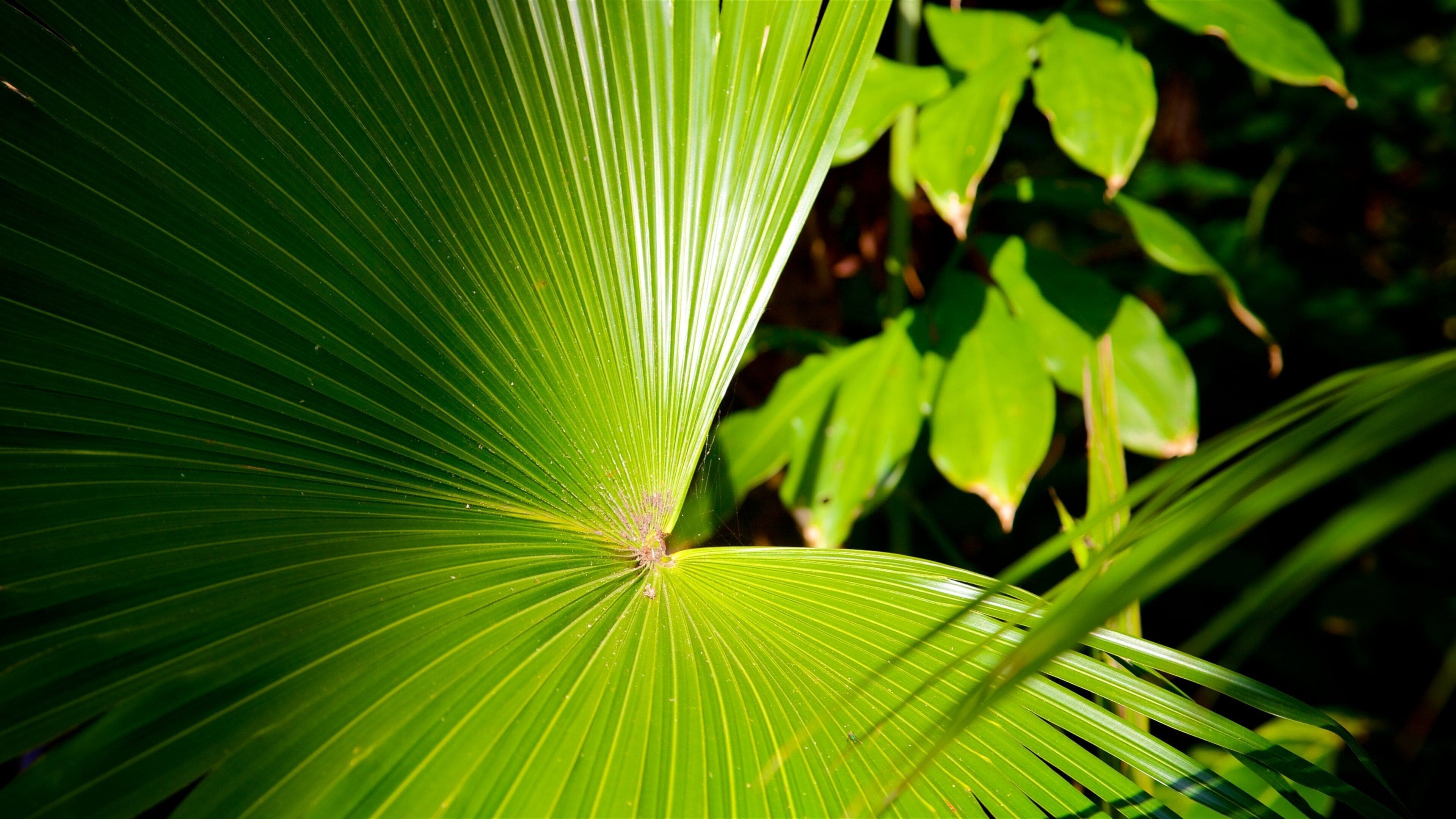 Sunken Gardens which includes a garden