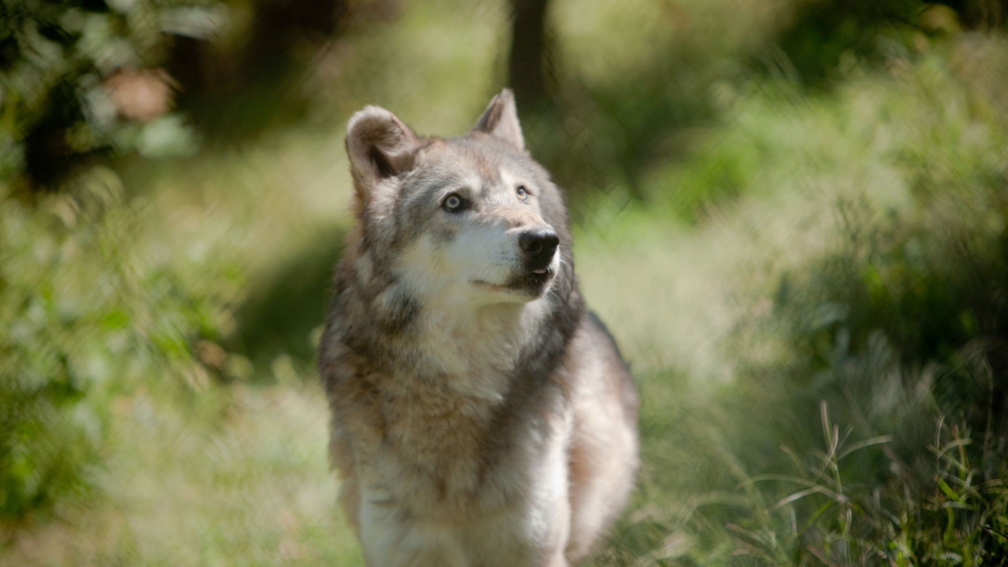Lincoln ofreciendo animales peligrosos y animales terrestres