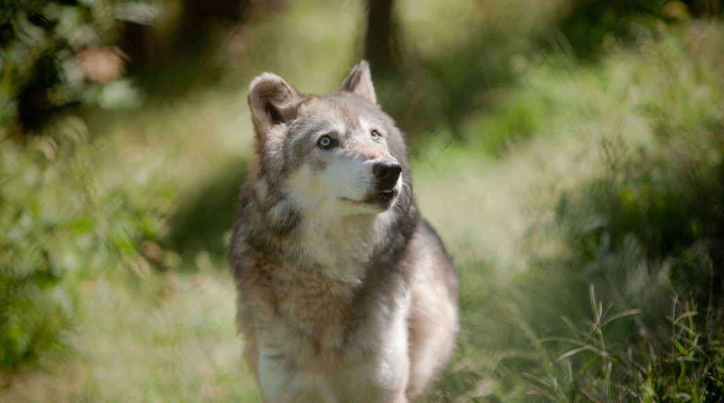 Lincoln featuring dangerous animals and land animals
