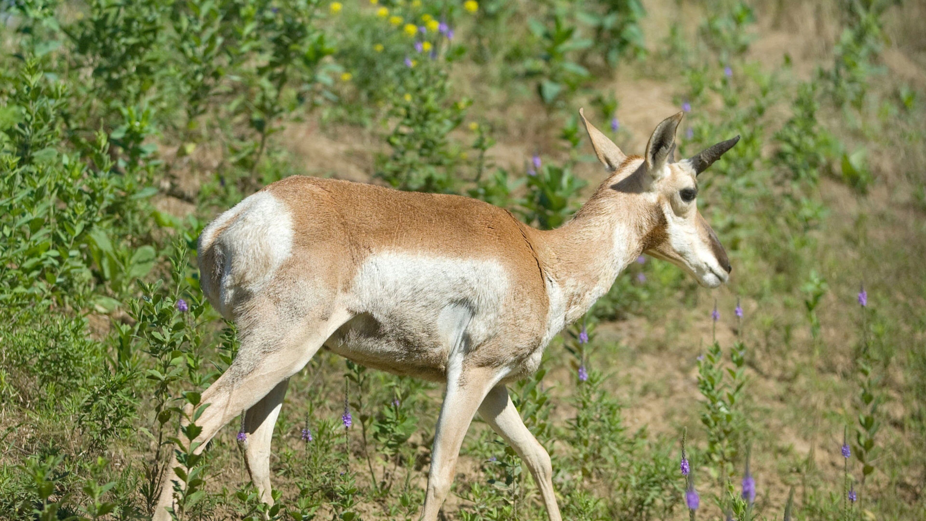 Lincoln showing tranquil scenes and land animals