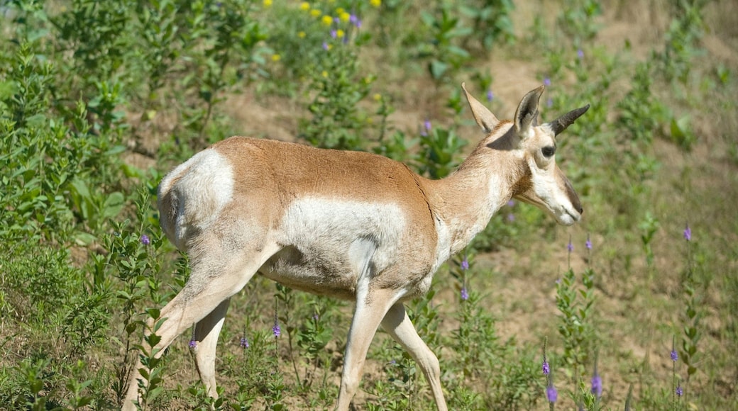 Lincoln showing tranquil scenes and land animals