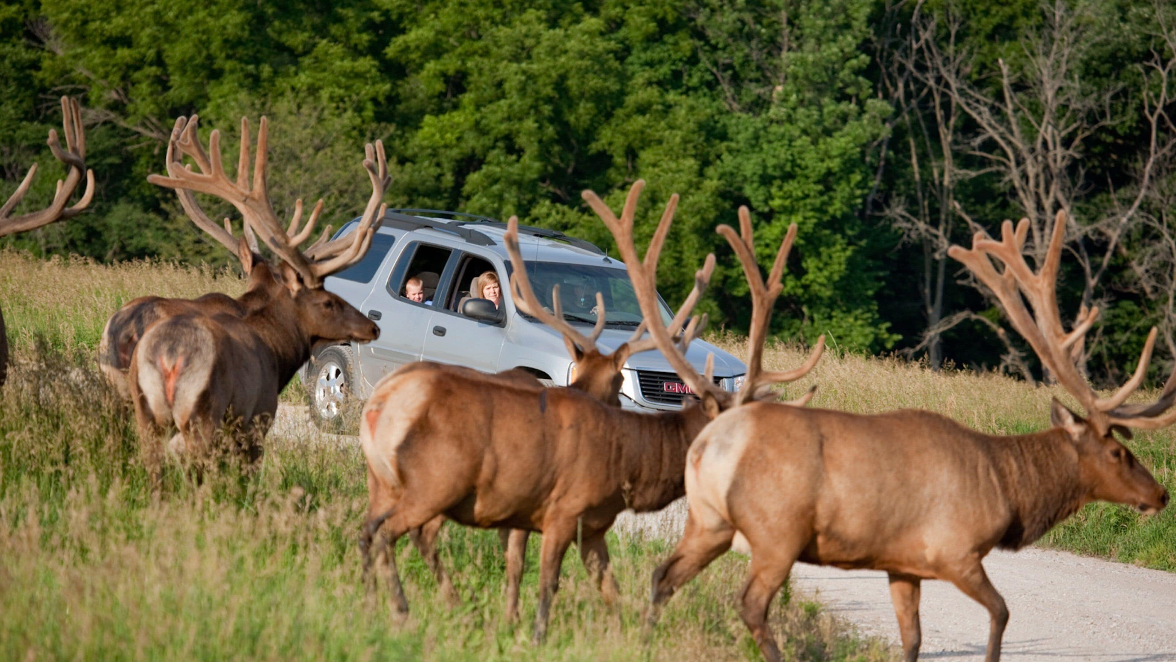 Lincoln showing land animals