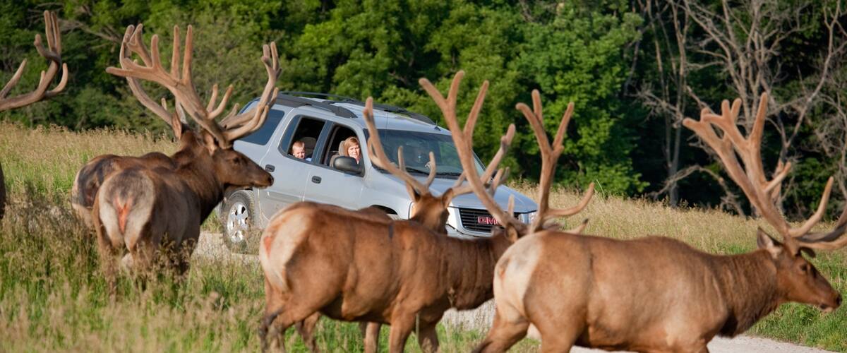 Lincoln que incluye animales terrestres