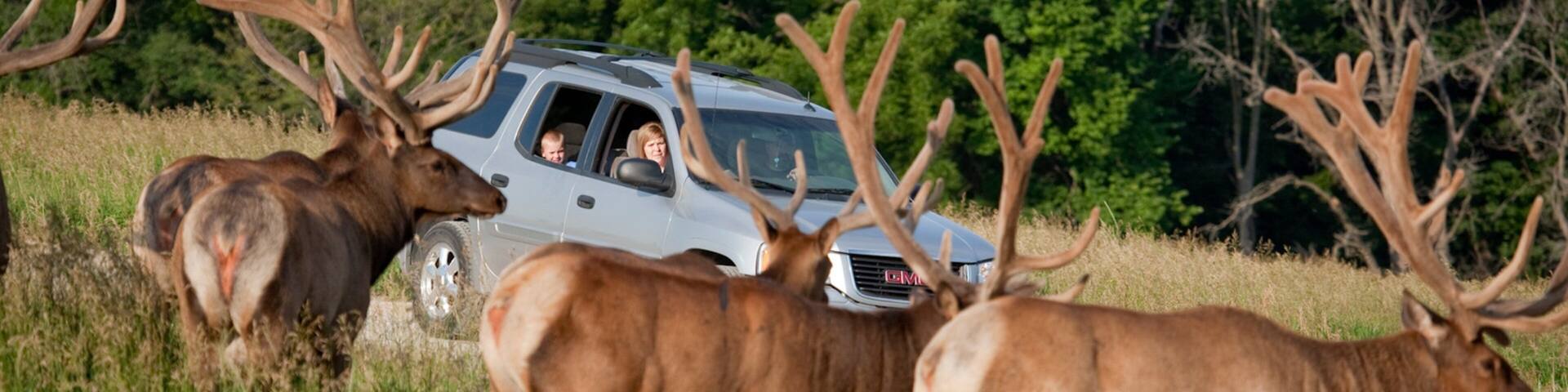 Lincoln showing land animals