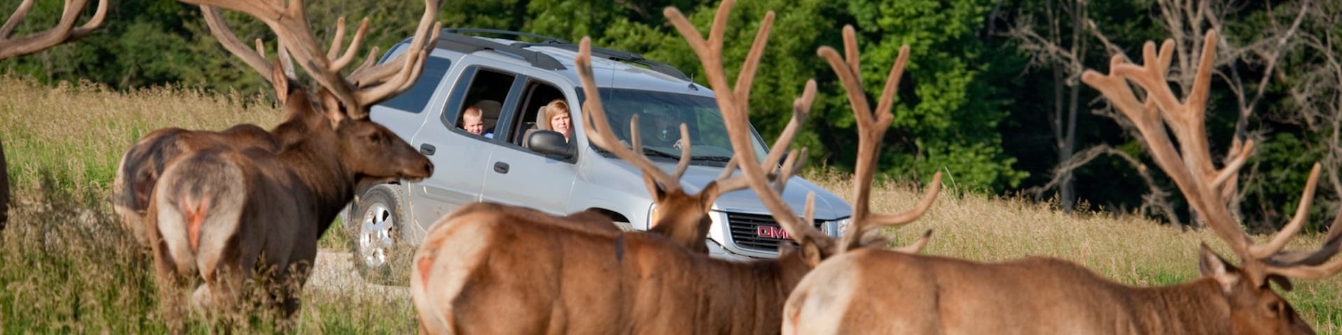 Lincoln mostrando animais terrestres