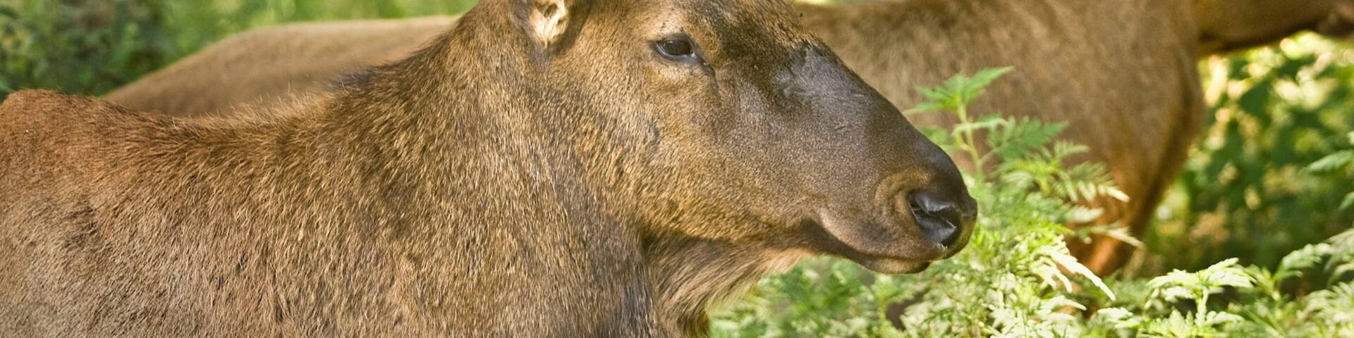 A deer with large antlers in a forested area.