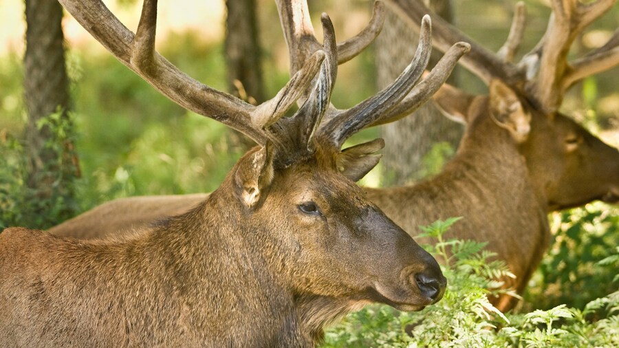 Lincoln ofreciendo animales terrestres