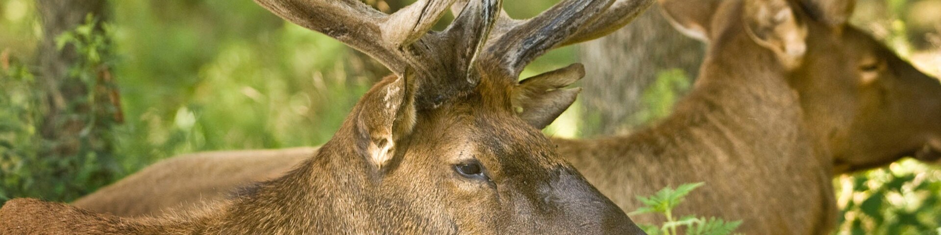 Lincoln featuring land animals