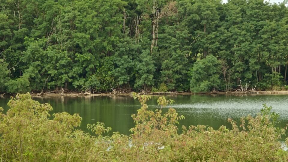A calm lake surrounded by dense green forest.