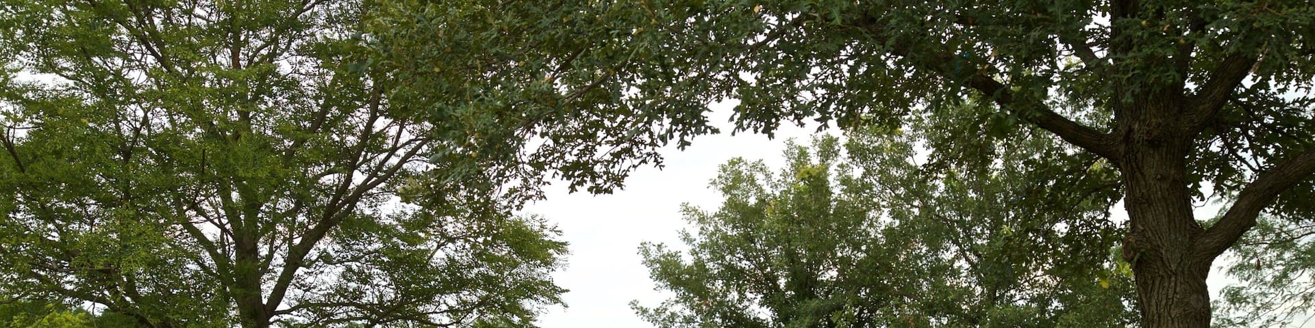 A park with a walking path, trees, and a body of water in the background.